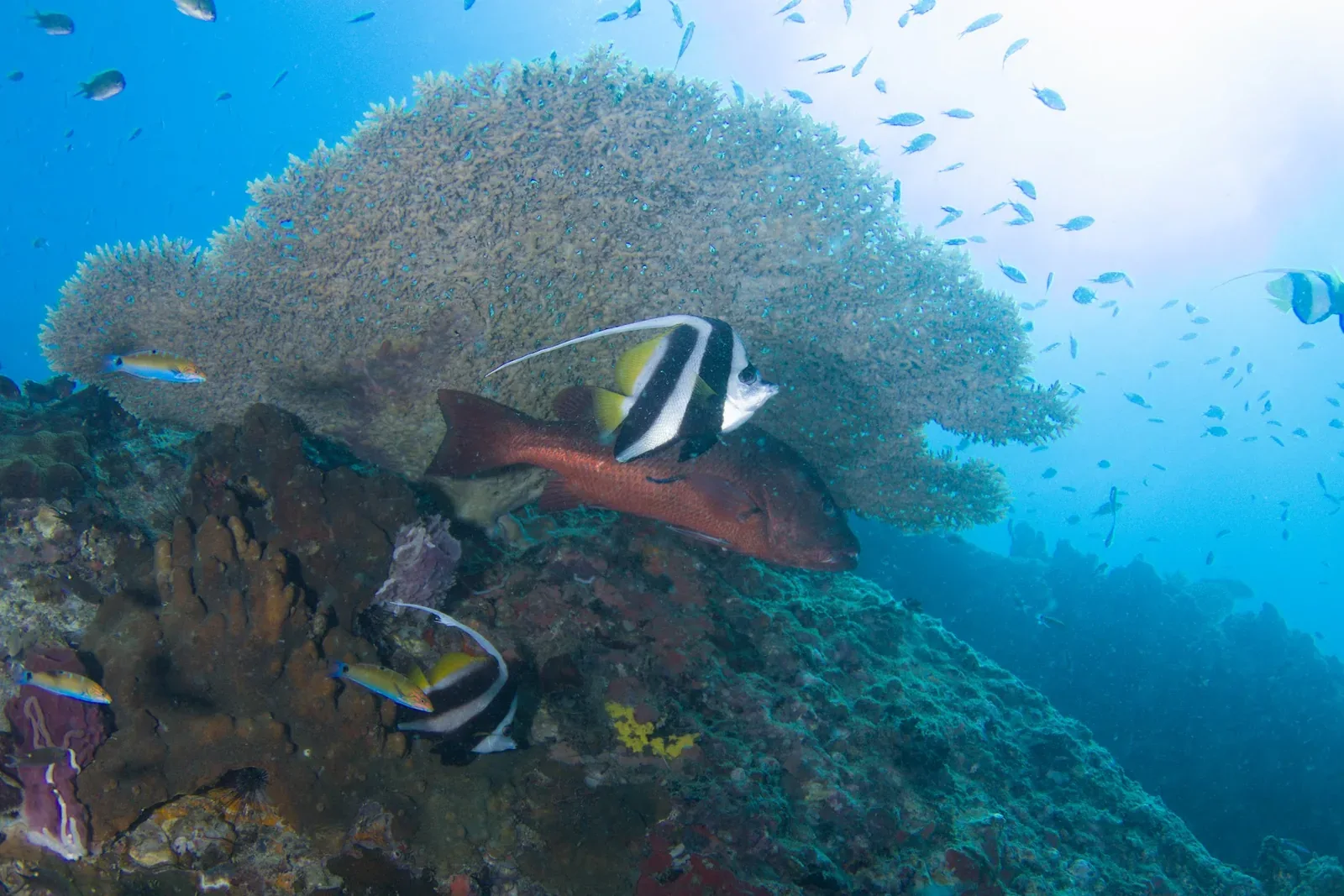 How to Become a PADI Divemaster on Koh Tao