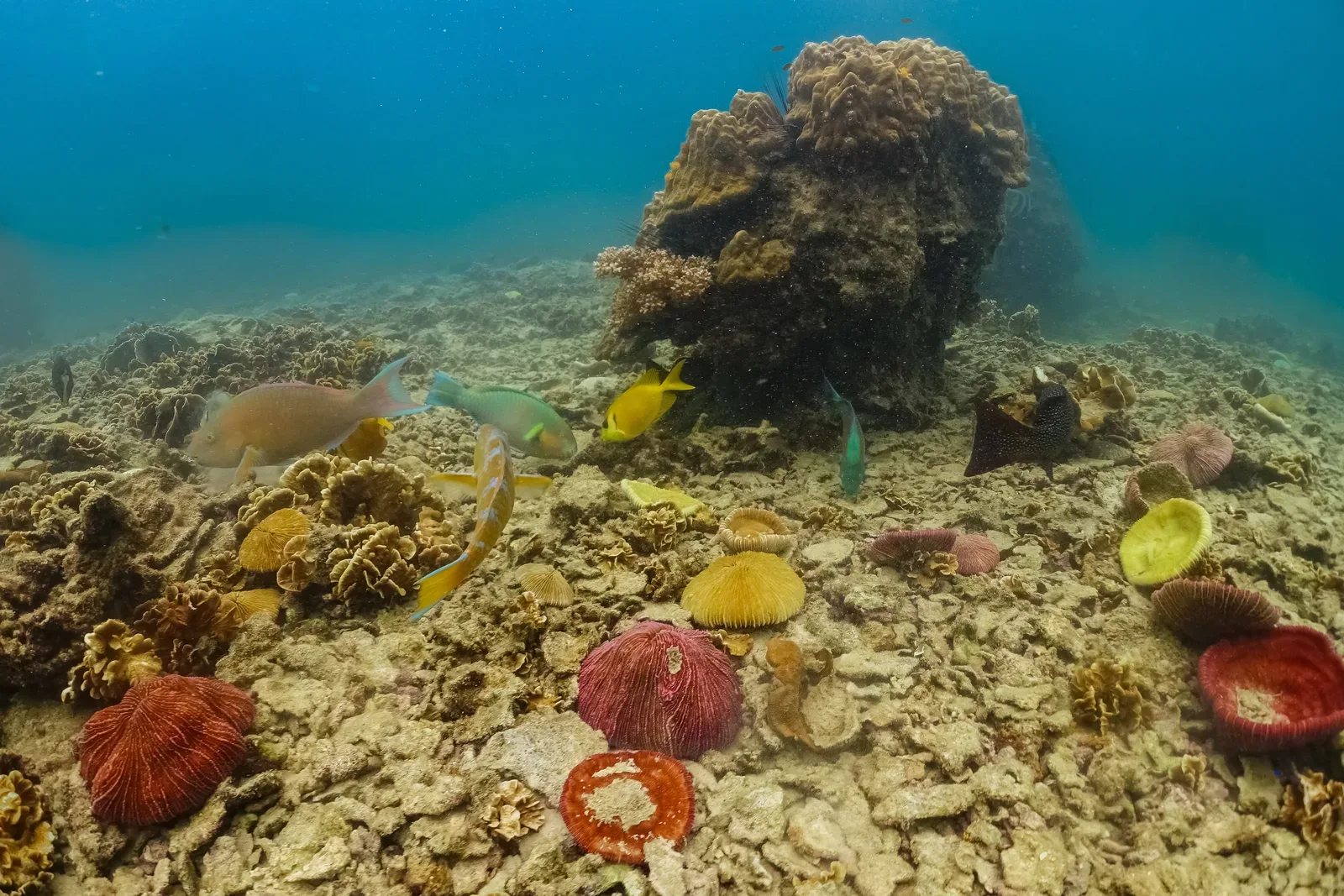 When Is the Best Time to Dive Koh Tao? Month-by-Month Conditions and Wildlife Guide
