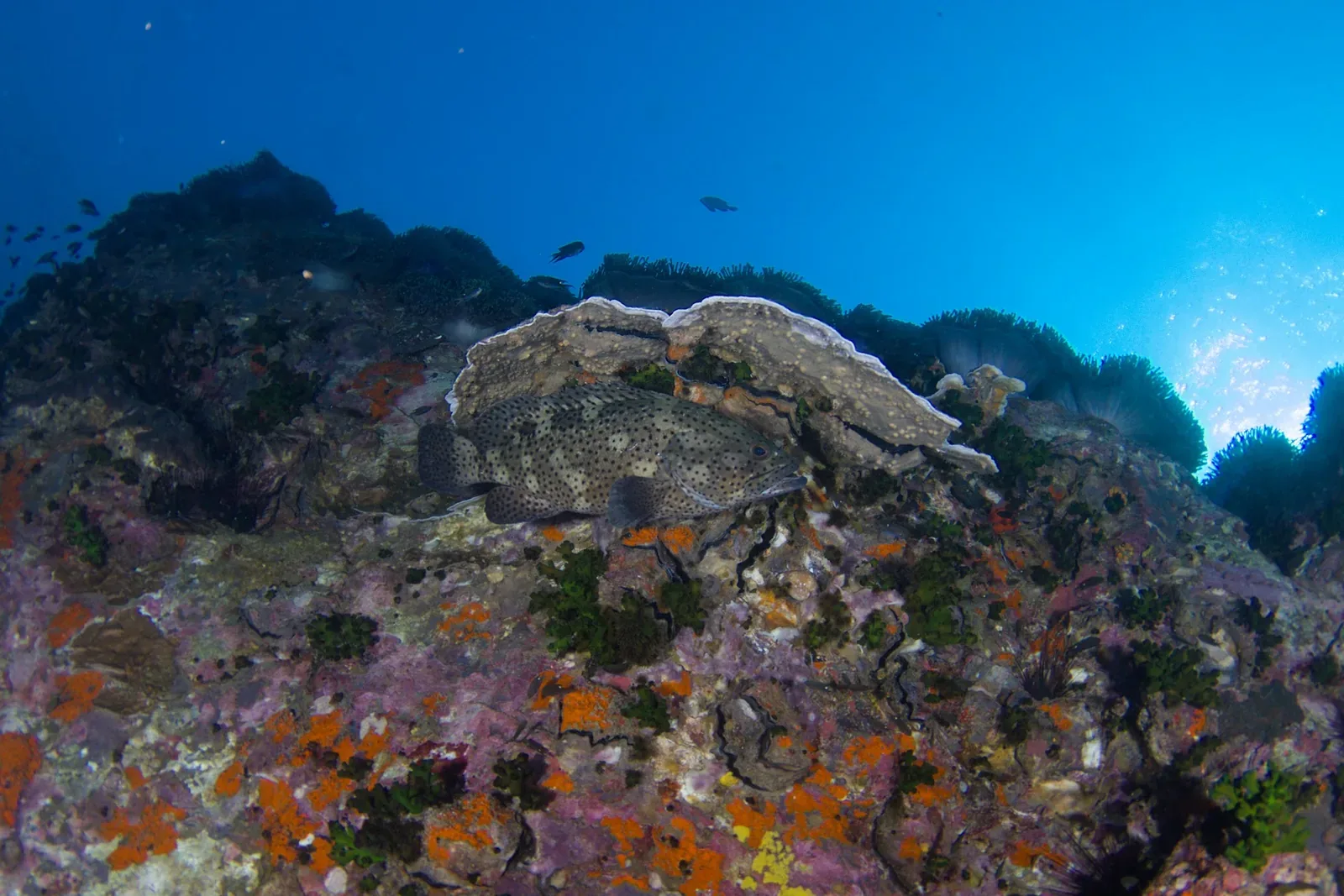 PADI vs SSI on Koh Tao — Which Course Should You Choose?