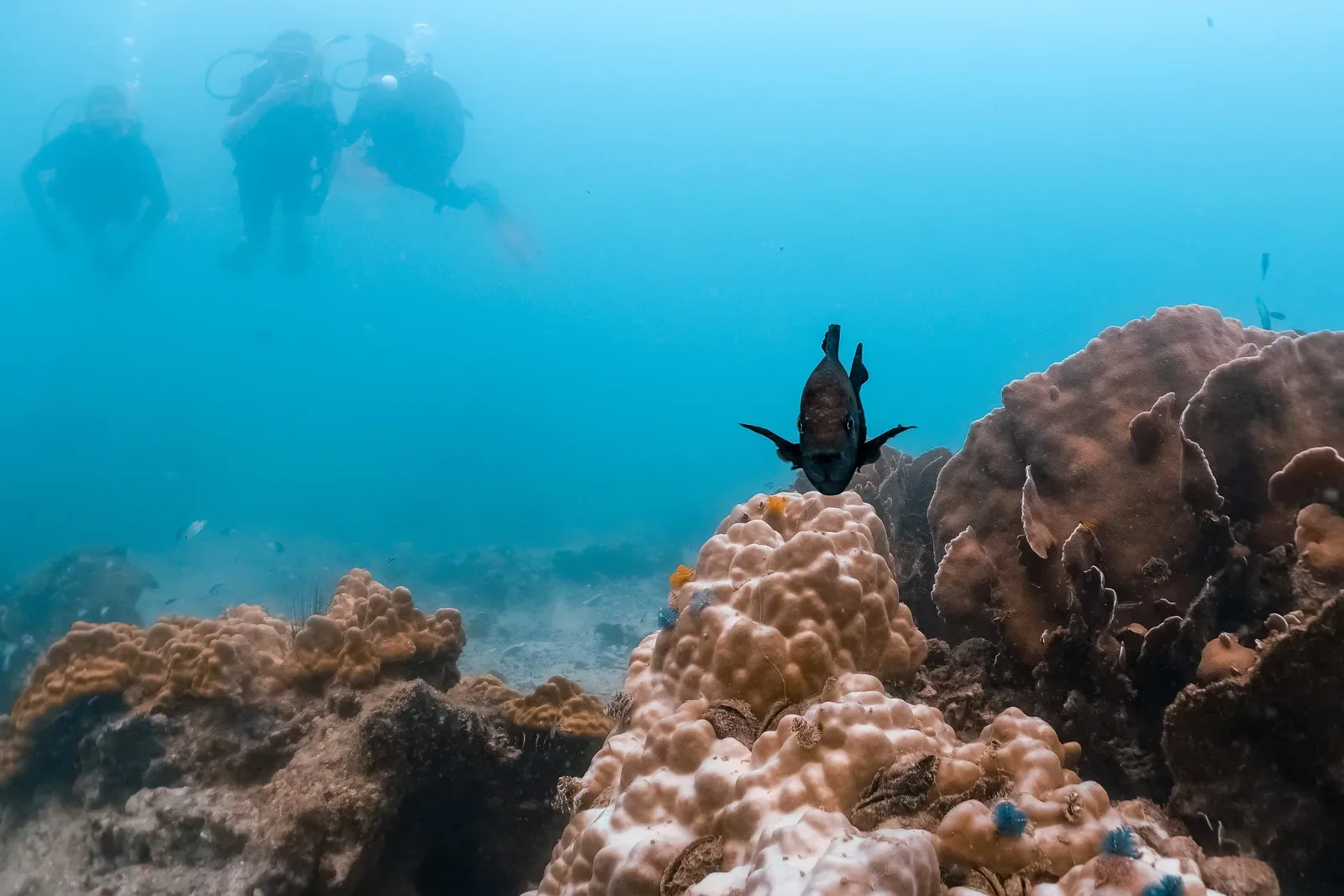 Complete Guide to the Best Dive Sites on Koh Tao