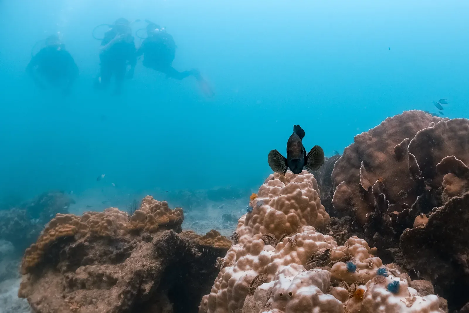 PADI Advanced Open Water on Koh Tao: The Complete 2-Day Course Guide