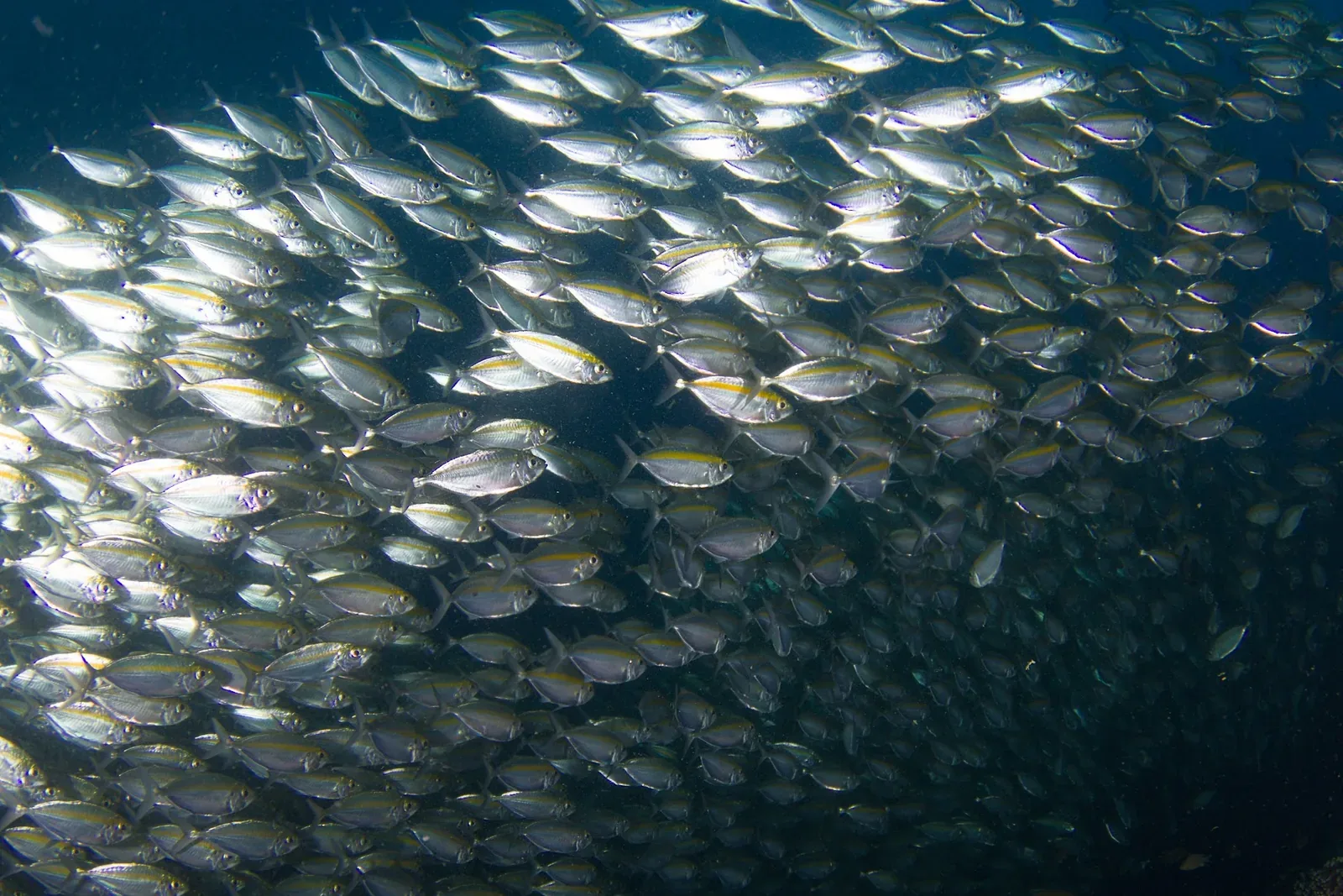 What a PADI Divemaster Internship in Koh Tao Actually Looks Like (Week by Week)