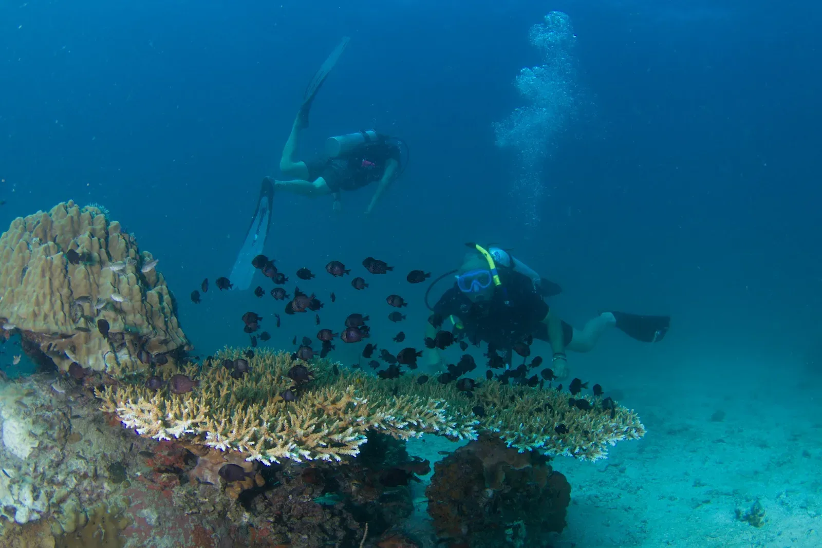 PADI Open Water Course on Koh Tao: The Complete 2026 Guide