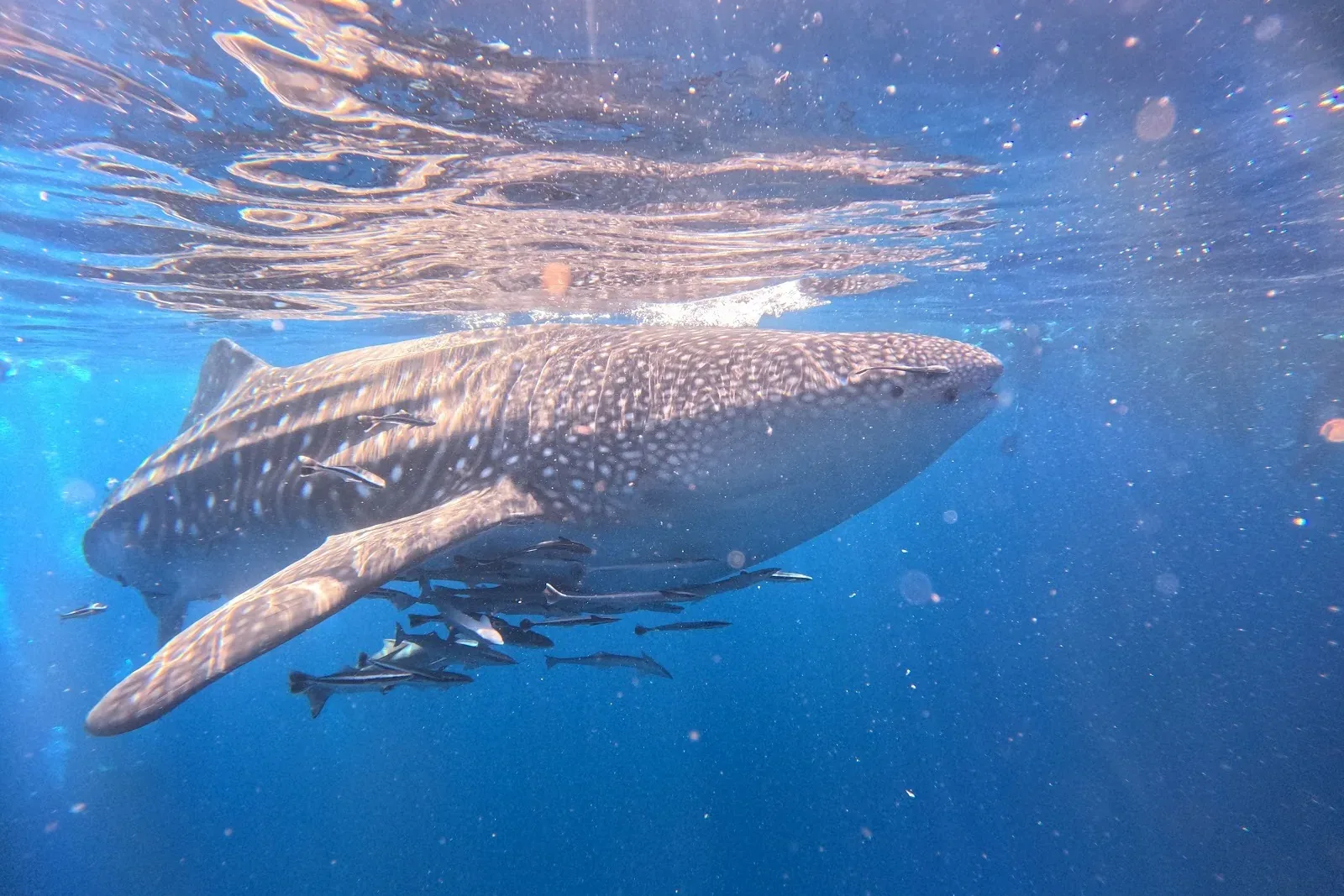 When Is the Best Time to Dive Koh Tao? Month-by-Month Conditions and Wildlife Guide