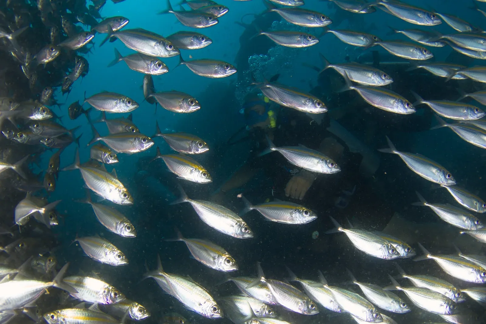 PADI Divemaster en Koh Tao: La Guía Completa al Camino Profesional (en Español)