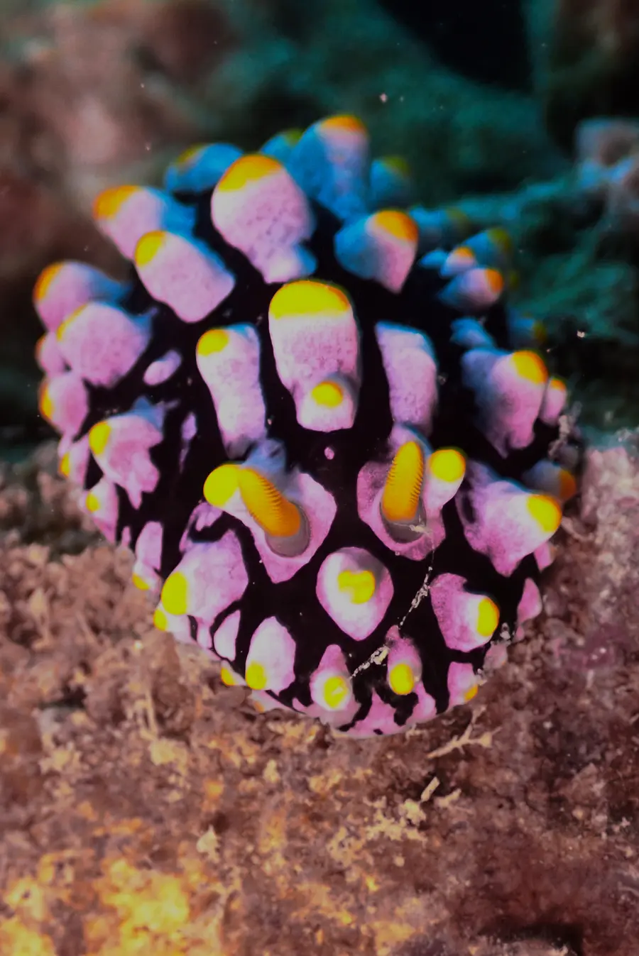 Primer plano de un nudibranquio de colores vivos sobre el arrecife en Koh Tao