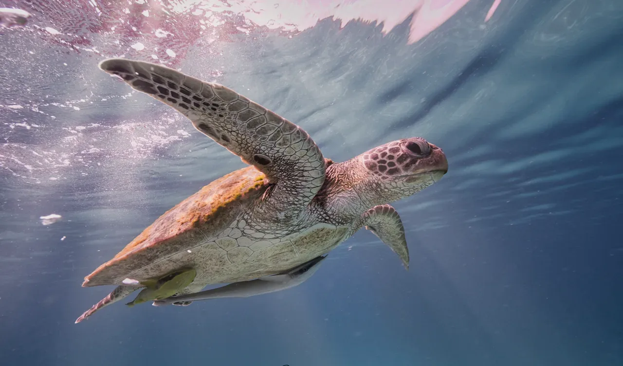 Green sea turtle on a Koh Tao reef