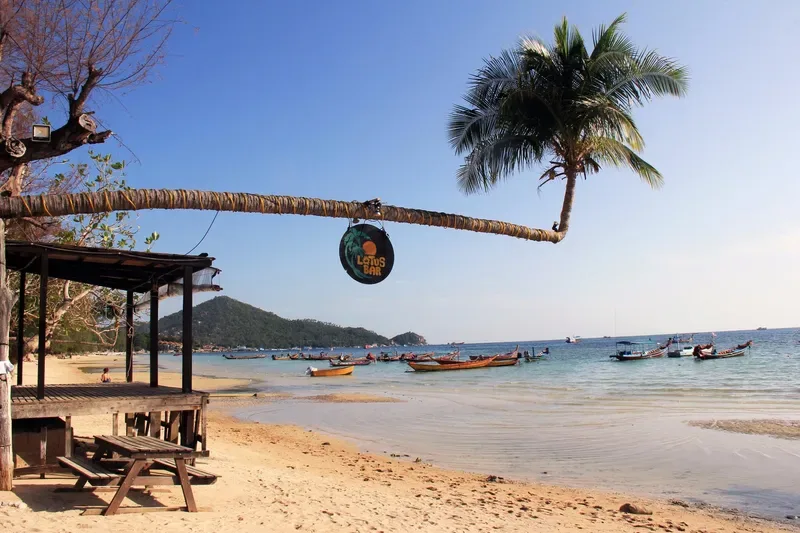 Leaning palm and longtail boats on Sairee Beach, Koh Tao