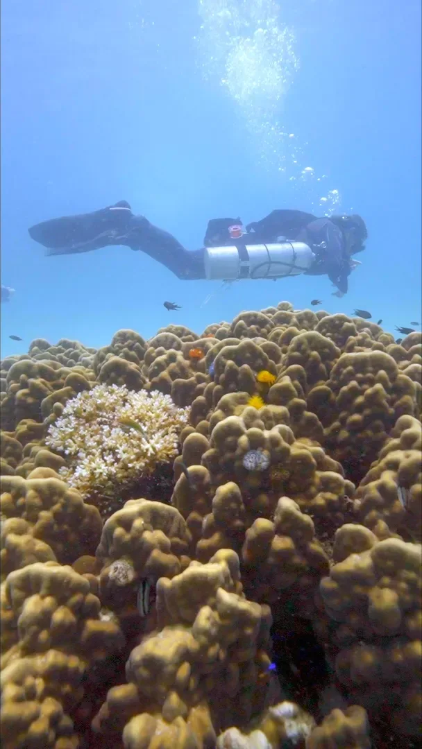 Instructor de sidemount buceando sobre un arrecife de Koh Tao