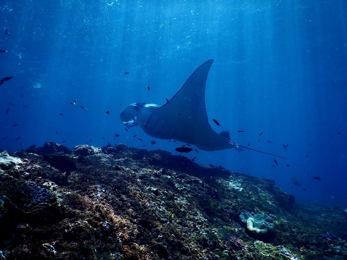 Koh Bon
