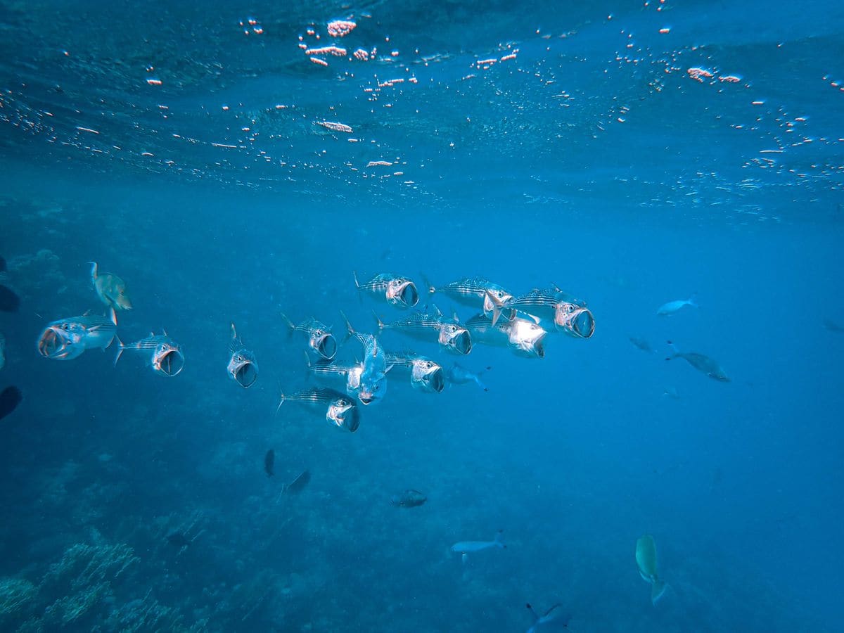 Koh Tachai